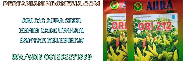 ori 212,aura seed,benih,cabe,cabe rawit